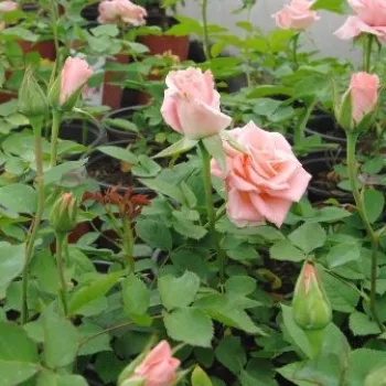 Rosa - Árbol de Rosas Híbrido de Té - rosal de pie alto- forma de corona de tallo recto