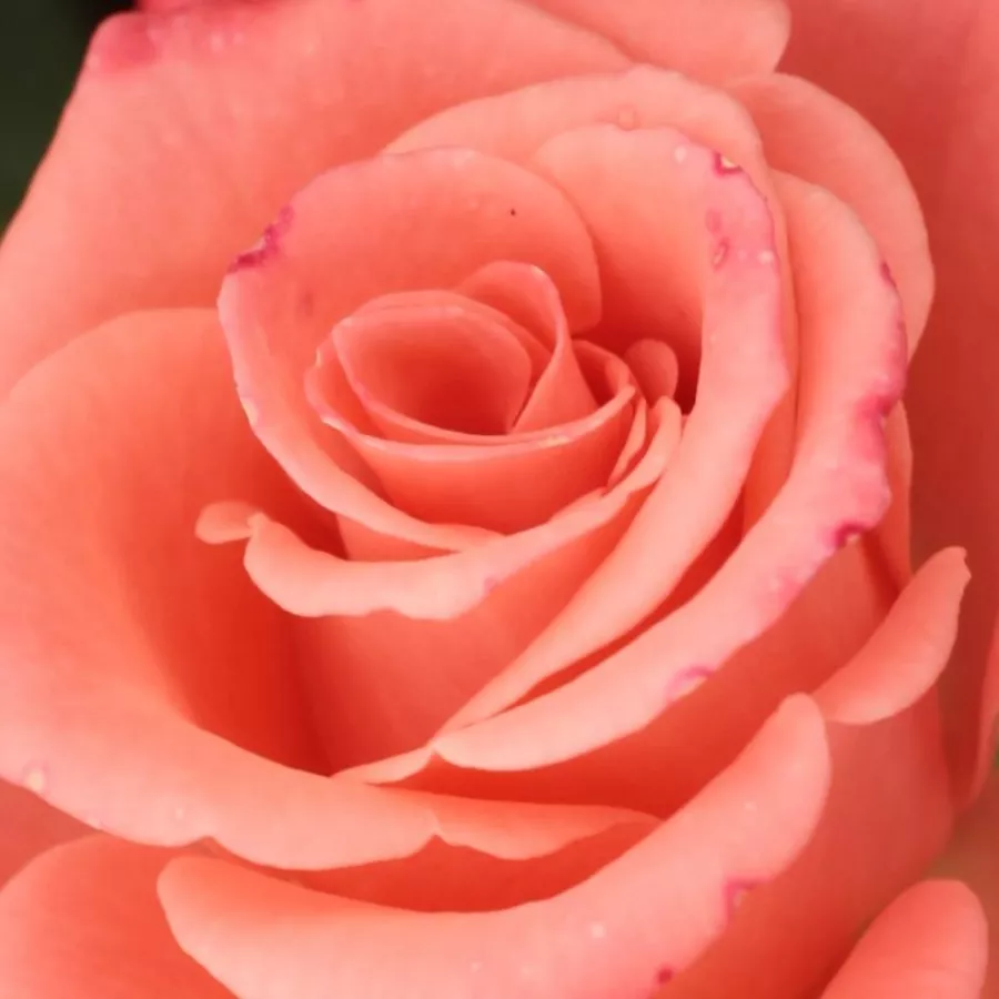 Solitaria - Rosa - Bettina™ 78 - rosal de pie alto