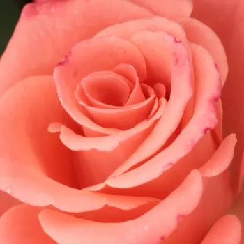 Rosa Bettina™ 78 - mierna vôňa ruží - Stromkové ruže s kvetmi čajohybridov - ružová - Alain Meillandstromková ruža s rovnými stonkami v korune - -