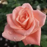Rózsaszín - diszkrét illatú rózsa - alma aromájú - Online rózsa vásárlás - Rosa Bettina™ 78 - teahibrid rózsa