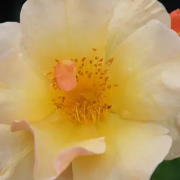 Online rózsa vásárlás - sárga - virágágyi floribunda rózsa - Campina Gold - intenzív illatú rózsa - alma aromájú - (60-90 cm)