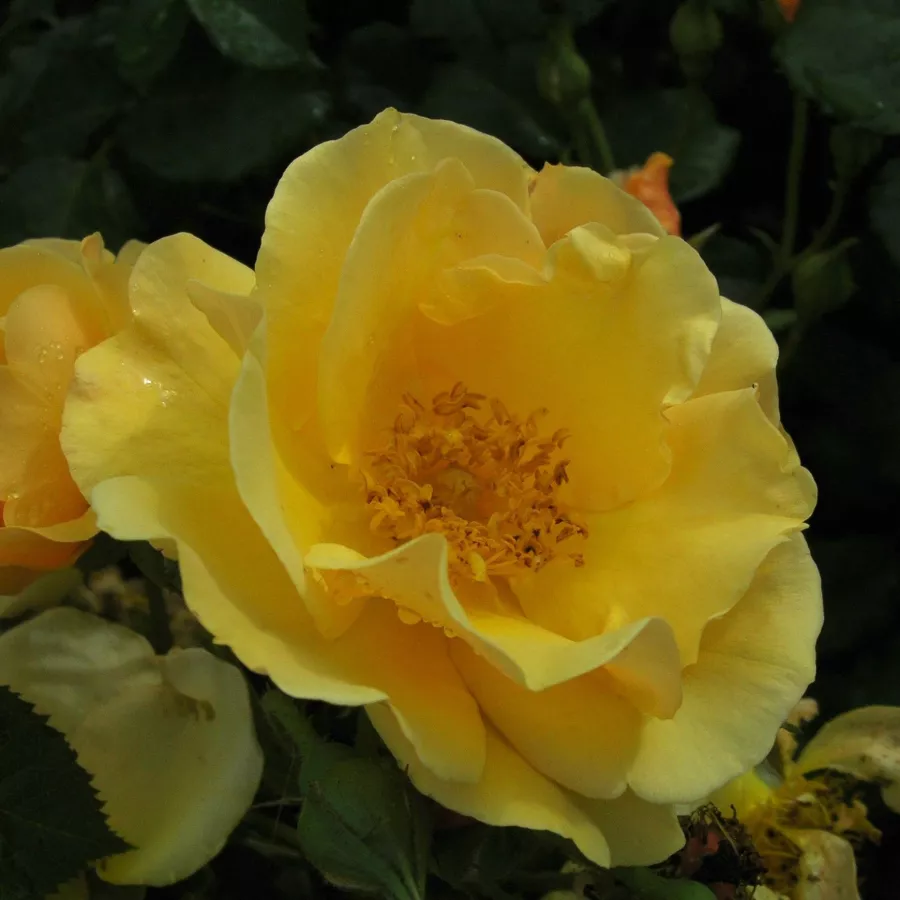 Virágágyi floribunda rózsa - Rózsa - Campina Gold - Online rózsa rendelés
