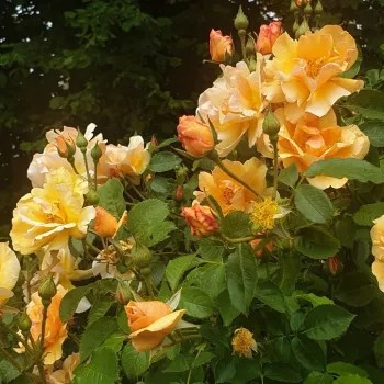 Sárga - virágágyi floribunda rózsa - intenzív illatú rózsa - alma aromájú