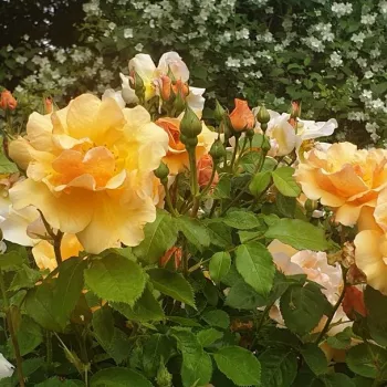 Rosa Campina Gold - amarillo - rosales floribundas