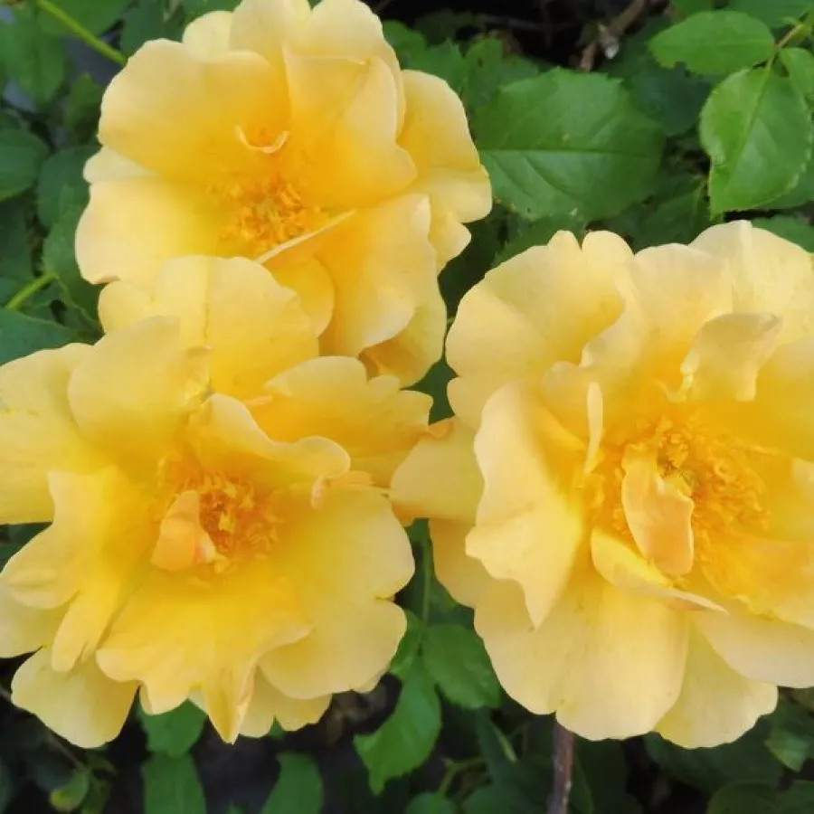 Róża rabatowa floribunda - Róża - Campina Gold - sadzonki róż sklep internetowy - online