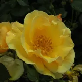 Rosales floribundas - amarillo - Rosa Campina Gold - rosa de fragancia intensa - manzana