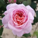 Rózsaszín - virágágyi floribunda rózsa - Online rózsa vásárlás - Rosa Eeuwige Passie - intenzív illatú rózsa - tea aromájú