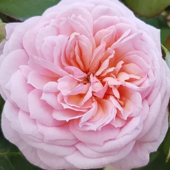 Rózsa rendelés online - rózsaszín - virágágyi floribunda rózsa - Eeuwige Passie - intenzív illatú rózsa - tea aromájú - (60-90 cm)