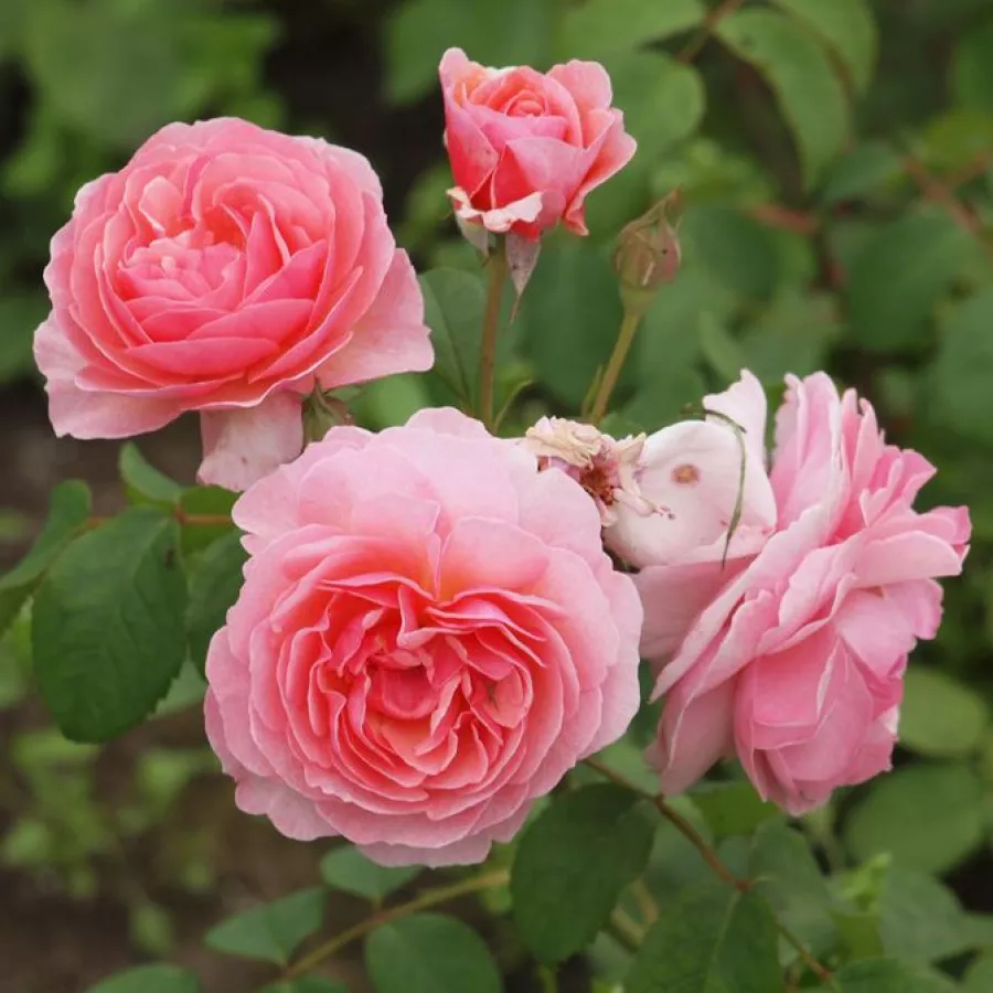 Rosa - Rosa - Eeuwige Passie - Comprar rosales online