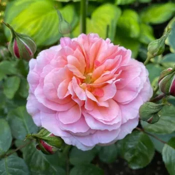 Rosa Eeuwige Passie - rózsaszín - virágágyi floribunda rózsa