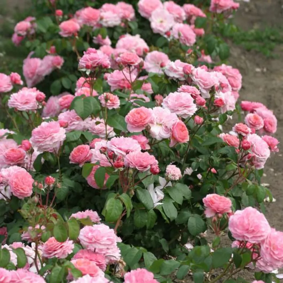 MNOGOCVETNE (GREDNE) VRTNICE - Roza - Eeuwige Passie - vrtnice - proizvodnja in spletna prodaja sadik