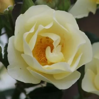 Online rózsa vásárlás - sárga - parkrózsa - Amourin - diszkrét illatú rózsa - kajszibarack aromájú - (150-200 cm)