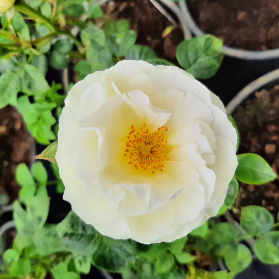 Róża parkowa - Róża - Amourin - sadzonki róż sklep internetowy - online