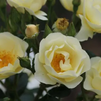 Rosa Amourin - žltá - parková ruža