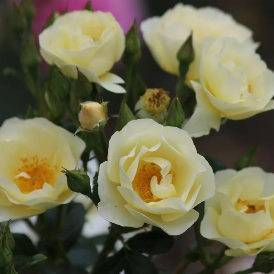 Bukietowe - Róża - Amourin - sadzonki róż sklep internetowy - online