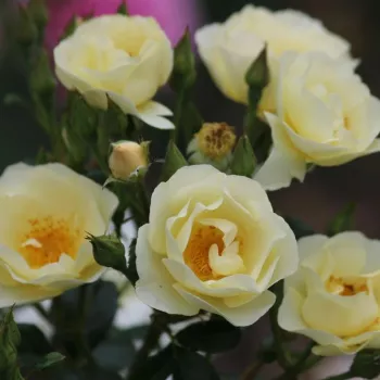 Világossárga - parkrózsa - diszkrét illatú rózsa - kajszibarack aromájú