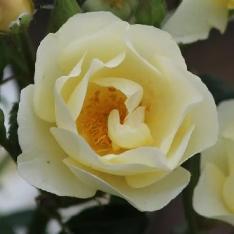 Csésze - Rózsa - Amourin - online rózsa vásárlás