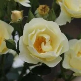Rosales arbustivos - amarillo - Rosa Amourin - rosa de fragancia discreta - albaricoque