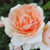 Sárga - virágágyi floribunda rózsa - Online rózsa vásárlás - Rosa Floriana - intenzív illatú rózsa - kajszibarack aromájú