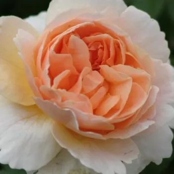 Online rózsa kertészet - sárga - virágágyi floribunda rózsa - Floriana - intenzív illatú rózsa - kajszibarack aromájú - (50-70 cm)