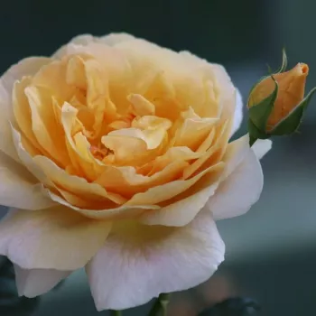 Rosa Floriana - amarillo - rosales floribundas