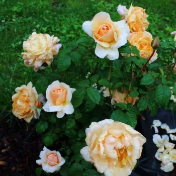 Sárga - as - intenzív illatú rózsa - kajszibarack aromájú