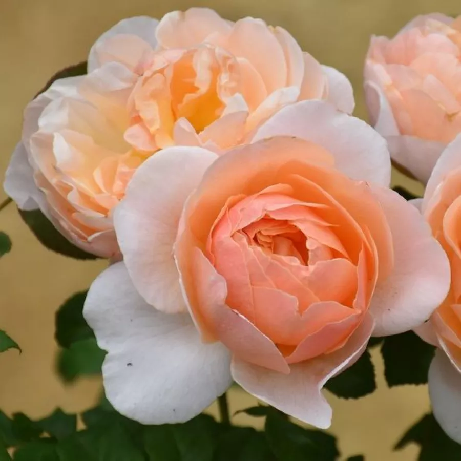 Vrtnica floribunda za cvetlično gredo - Roza - Floriana - vrtnice - proizvodnja in spletna prodaja sadik