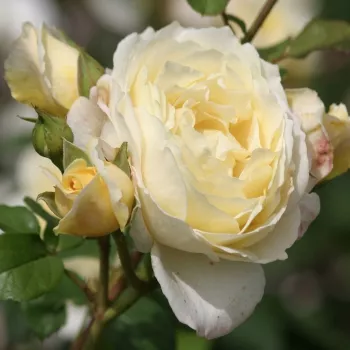 JEAN ROBIE – borostyánsárga virágágyi floribunda rózsa - Vissers