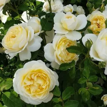 Meleg borostyánsárga alapszín, enyhe arany tónussal. - virágágyi floribunda rózsa - erős, markánsan érezhető illatú rózsa - gazdag, édes, gyümölcsös aromájú