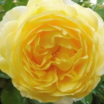 Rózsák webáruháza. - borostyánsárga - erős, markánsan érezhető illatú rózsa - Jean Robie - virágágyi floribunda rózsa - (70-90 cm)
