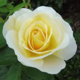 Virágágyi floribunda rózsa - intenzív illatú rózsa - grapefruit aromájú - kertészeti webáruház - Rosa Jean Robie - sárga