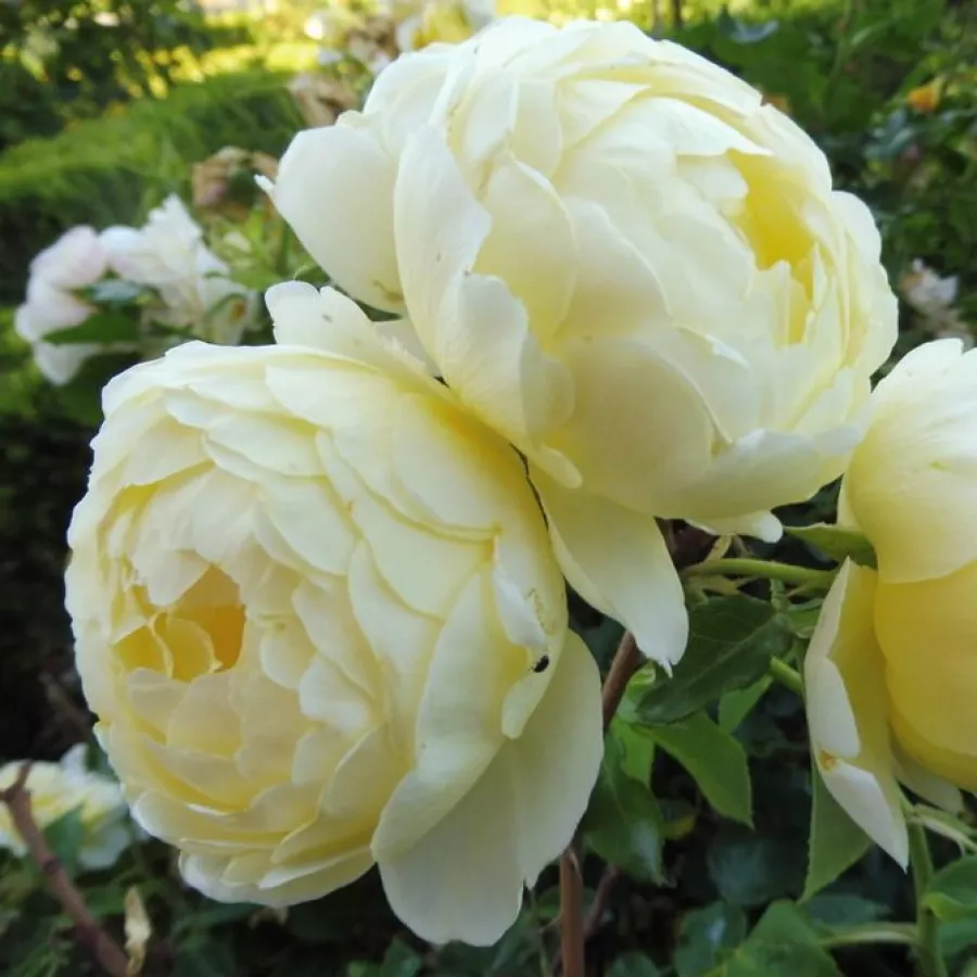 Virágágyi floribunda rózsa - Rózsa - Jean Robie - kertészeti webáruház