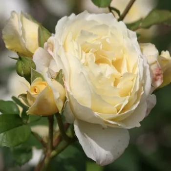 Rosa Jean Robie - rumena - vrtnica floribunda za cvetlično gredo