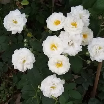 A virág egésze vakítóan fehér, selymes fényű felülettel. - virágágyi floribunda rózsa - enyhe, visszafogott illatú rózsa - friss, almavirágos karakterű