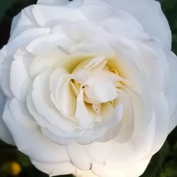 Online rózsa vásárlás - fehér - enyhe, visszafogott illatú rózsa - VIissnowit - virágágyi floribunda rózsa - (70-95 cm)