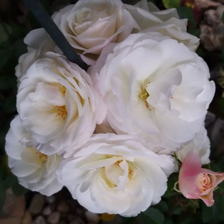Ruža floribunda za gredice - Ruža - VIissnowit - sadnice ruža - proizvodnja i prodaja sadnica