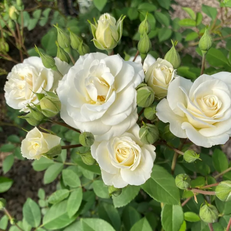 Fehér - Rózsa - VIissnowit - online rózsa vásárlás