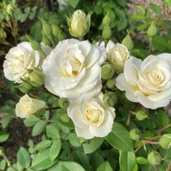 Rosa VIissnowit - fehér - virágágyi floribunda rózsa