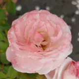 Rózsaszín - parkrózsa - Online rózsa vásárlás - Rosa New Dreams - diszkrét illatú rózsa - gyümölcsös aromájú