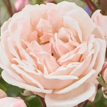 Rózsa rendelés online - rózsaszín - parkrózsa - New Dreams - diszkrét illatú rózsa - gyümölcsös aromájú - (150-200 cm)