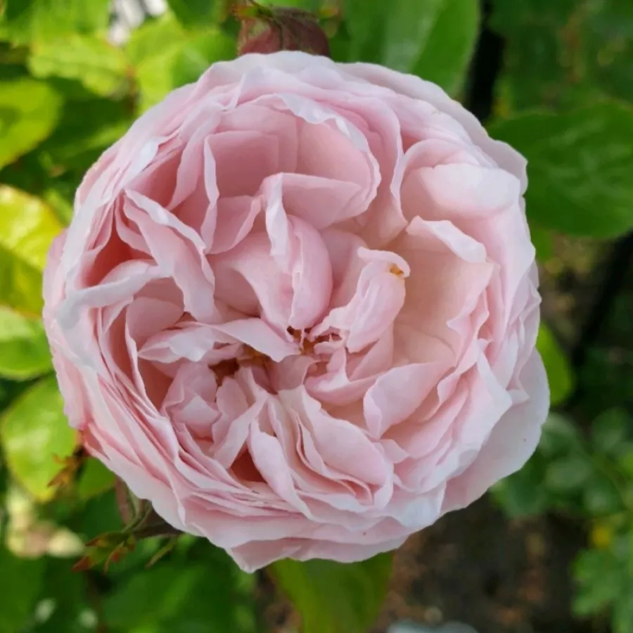 Rosales arbustivos - Rosa - New Dreams - Comprar rosales online