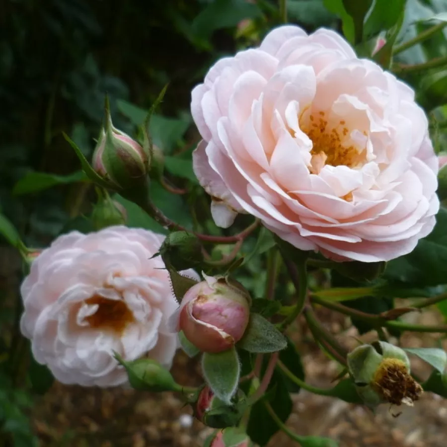 Diszkrét illatú rózsa - Rózsa - New Dreams - Online rózsa rendelés