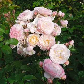 Rosa - rosales arbustivos - rosa de fragancia discreta - frutal