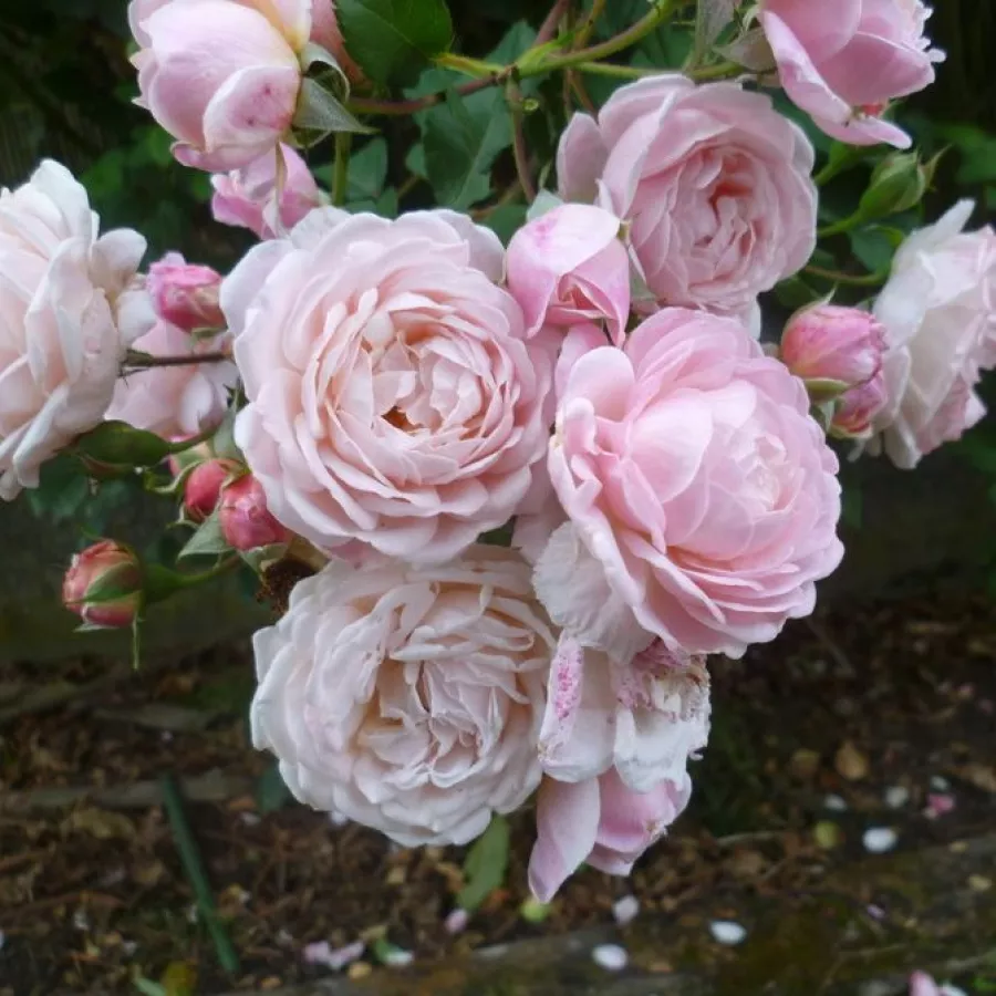 Rosales arbustivos - Rosa - New Dreams - comprar rosales online