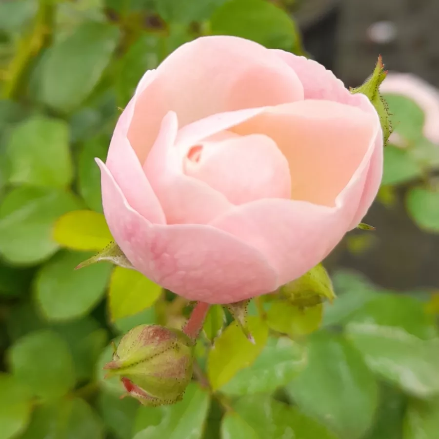 Ruža diskretnog mirisa - Ruža - New Dreams - naručivanje i isporuka ruža