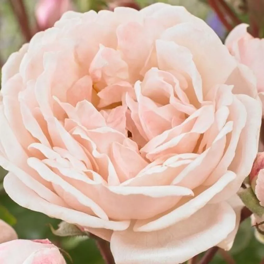 Gömbölyded - Rózsa - New Dreams - online rózsa vásárlás