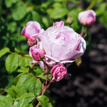 PRINCESS CLAIRE OF BELGIUM – rózsaszín virágágyi grandiflora rózsa - Vissers