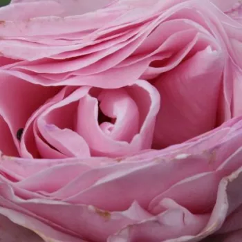 Rózsa kertészet - rózsaszín - közepes erősségű, kellemesen érezhető illatú rózsa - Princess Claire of Belgium - virágágyi grandiflora rózsa - (100-140 cm)