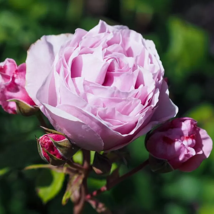 Różowy - Róża - Princess Claire of Belgium - róże sklep internetowy