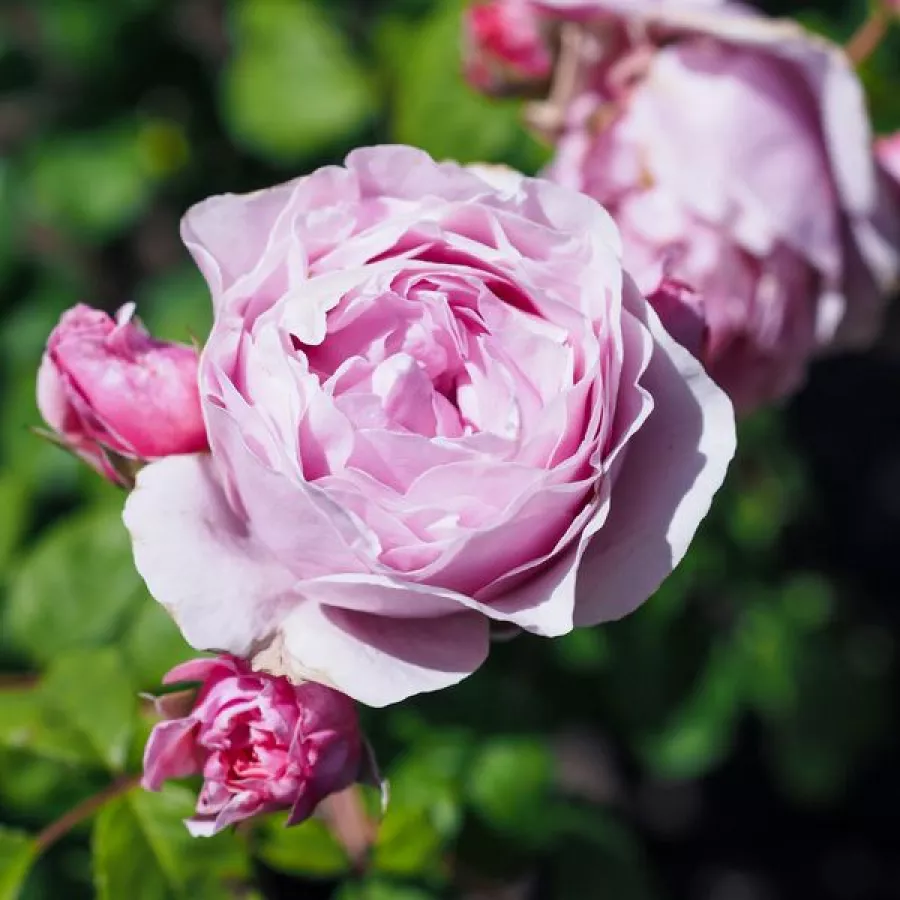 Vrtnica grandiflora - floribunda za cvetlično gredo - Roza - Princess Claire of Belgium - vrtnice online